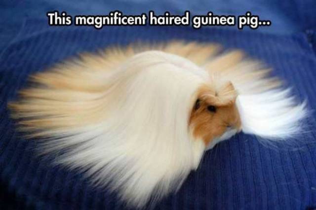 memes - cute guinea pigs - This magnificent haired guinea pig...