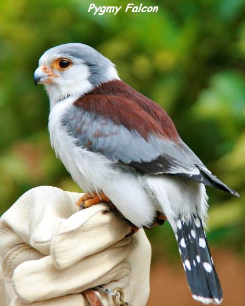 memes - pygmy falcon - Pygmy Falcon