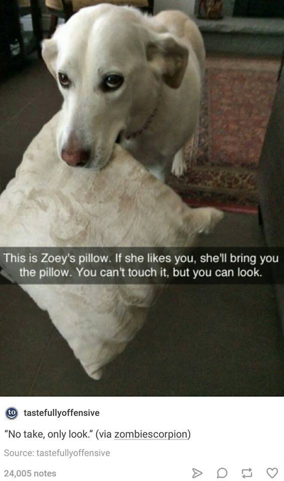 zoey's pillow - This is Zoey's pillow. If she you, she'll bring you the pillow. You can't touch it, but you can look. to tastefullyoffensive "No take, only look." via zombiescorpion Source tastefullyoffensive 24,005 notes