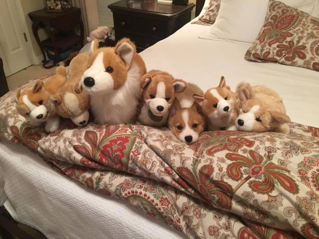 random one of these dogs is not like