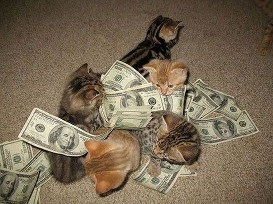 kittens with money