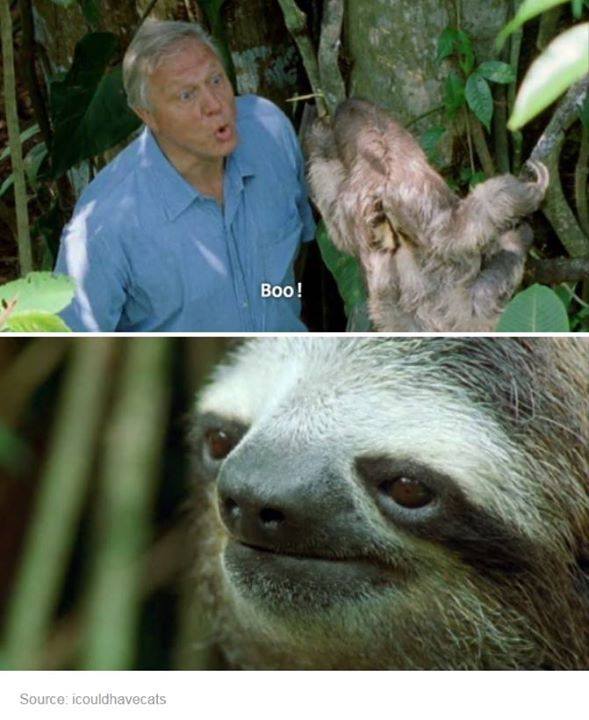 sloth wow can you not - Boo! Source icouldhavecats