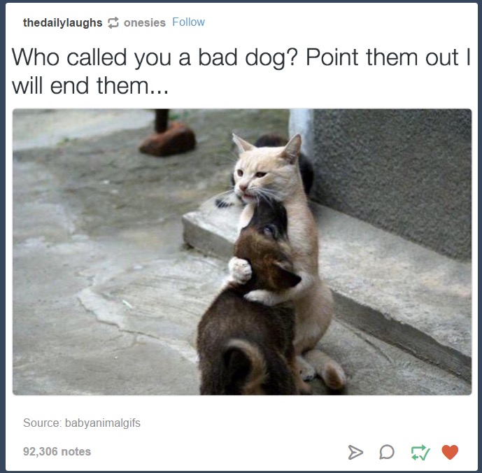 cat taking care of dog - thedailylaughs onesies Who called you a bad dog? Point them out | will end them... Source babyanimalgifs 92,306 notes