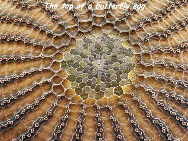 butterfly eggs magnified