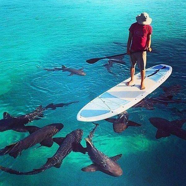 paddle board shark