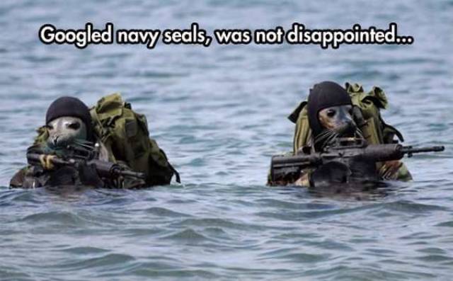 cool pic navy seals seal - Googled navy seals, was not disappointed...