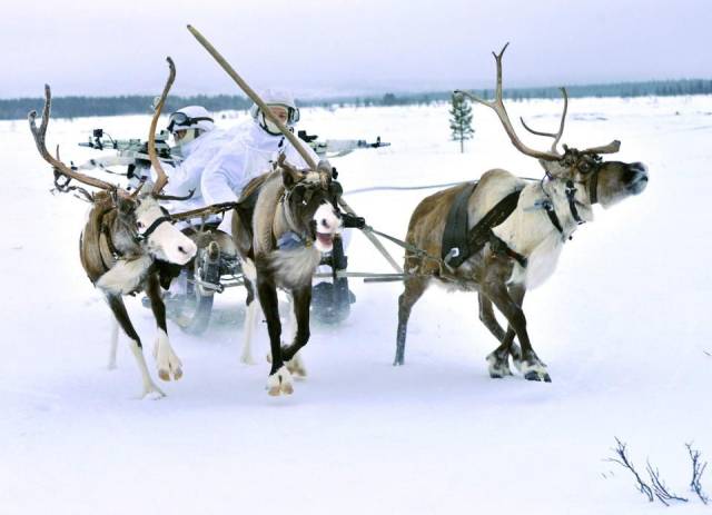 cool pic reindeer russian soldiers