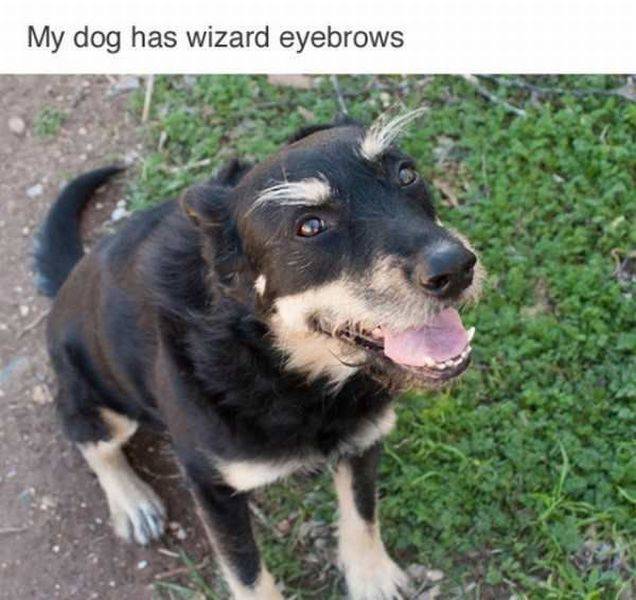 cool pic schnauzer german shepherd mix - My dog has wizard eyebrows