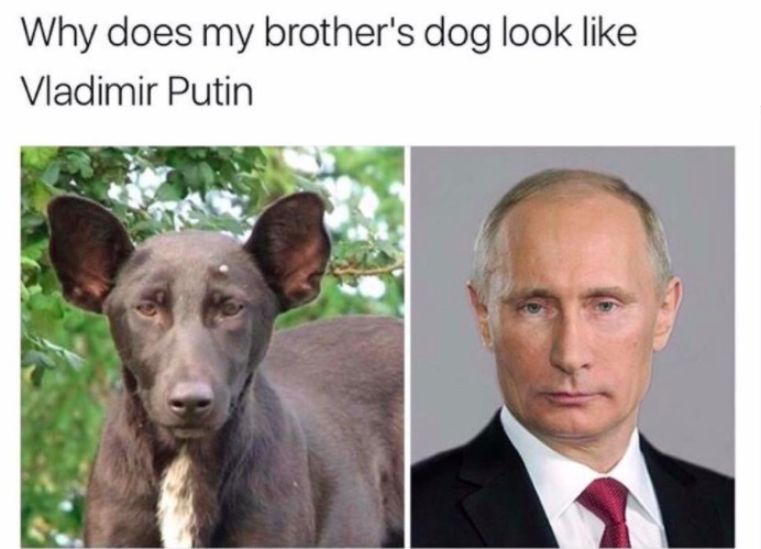 cool things that look the same - Why does my brother's dog look Vladimir Putin