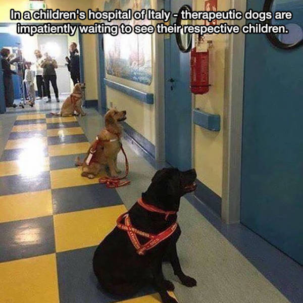 Cute service dogs waiting outside their patient rooms in the hospital's children's ward.