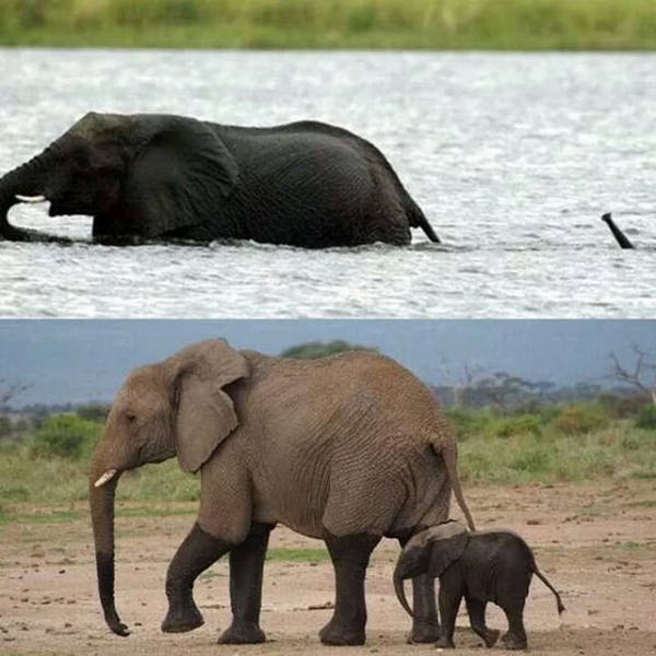 Cute elephant is breathing underwater using his trunk to cross the river.