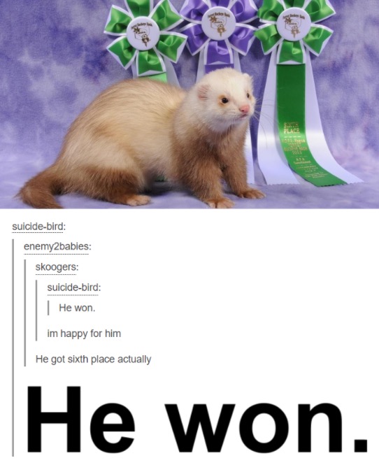 tumblr - ferret tumblr funny - suicidebird enemy2babies skoogers suicidebird He won. im happy for him He got sixth place actually He won.