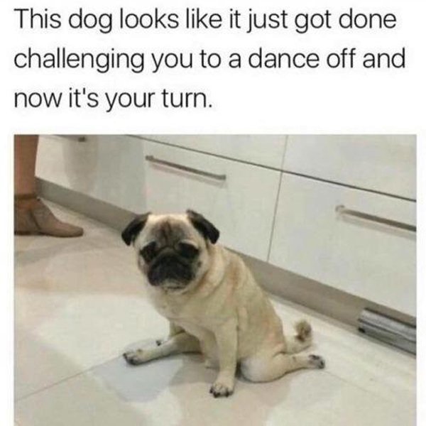 This dog looks it just got done challenging you to a dance off and now it's your turn.