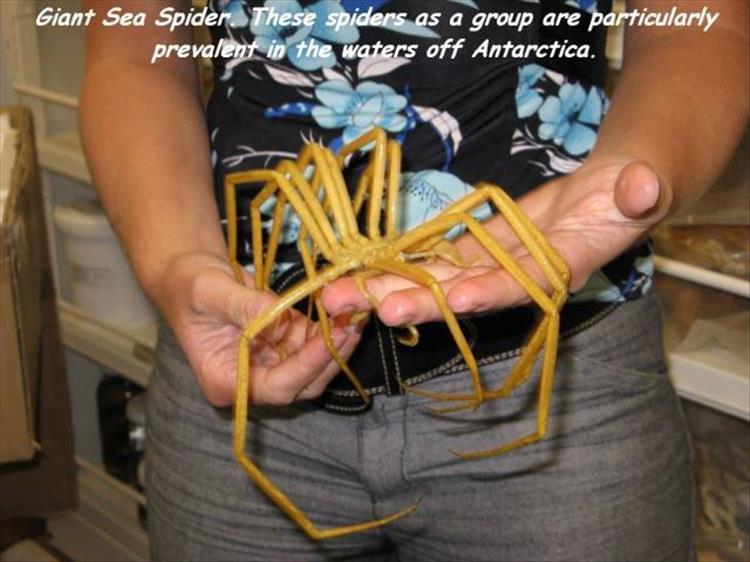 Giant Sea Spider. These spiders as a group are particularly prevalent in the waters off Antarctica.