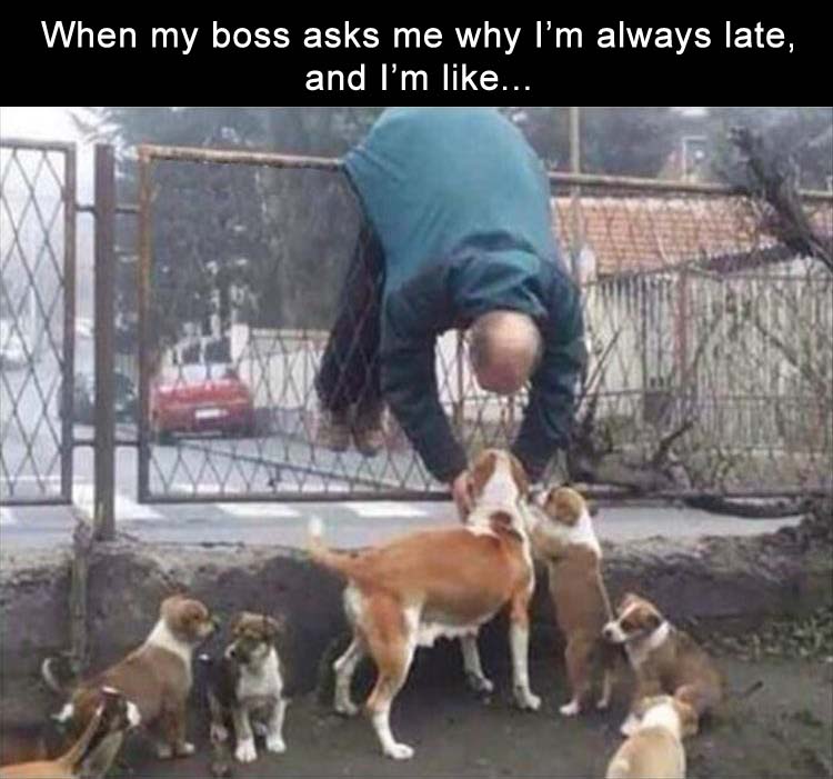 Dank meme about why I am late to work be cause I am hanging over a fence trying to pet some cute puppies.
