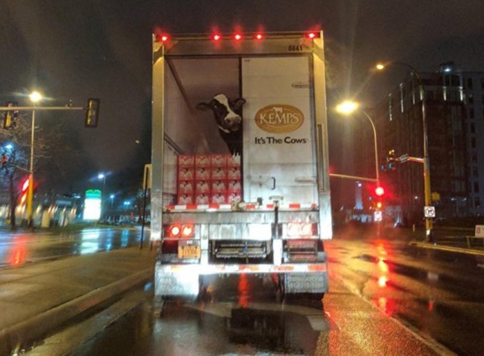 Funny picture of a cow peaking out of the back of a non-cattle truck.