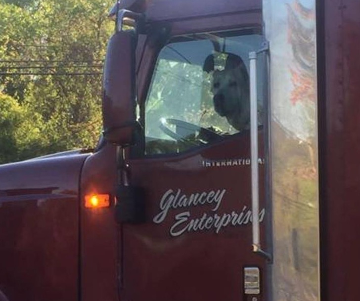 Funny picture that looks like a dog is driving a truck.