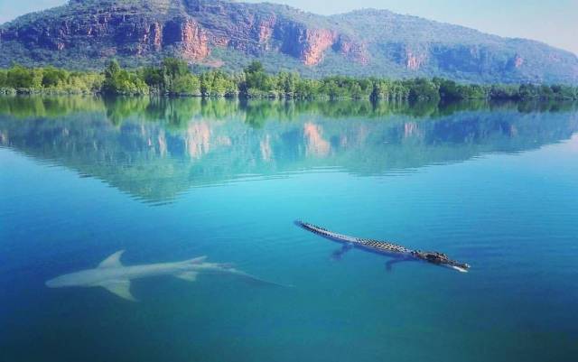 crocodile swimming with shark - Foto