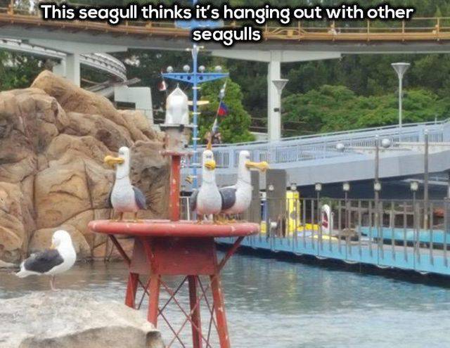 water resources - This seagull thinks it's hanging out with other seagulls