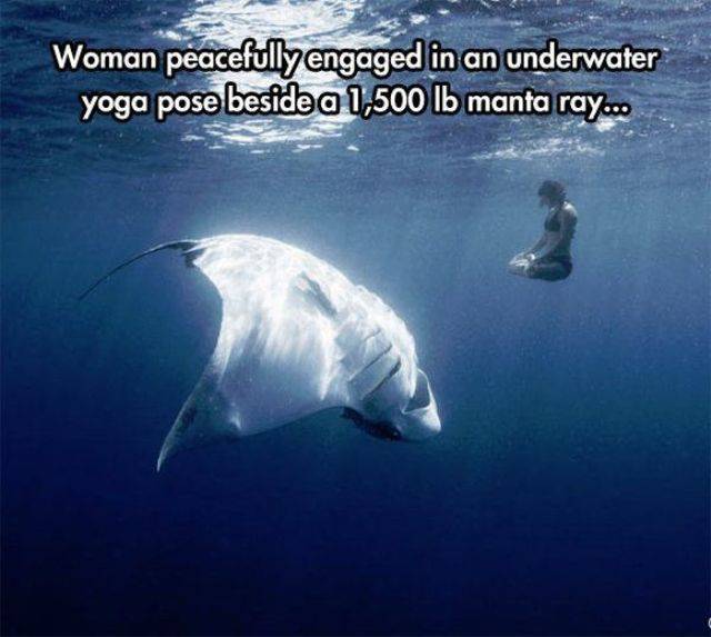 manta ray yoga - Woman peacefully engaged in an underwater yoga pose beside a 1,500 lb manta ray...
