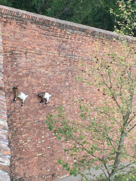 goats climbing brick wall