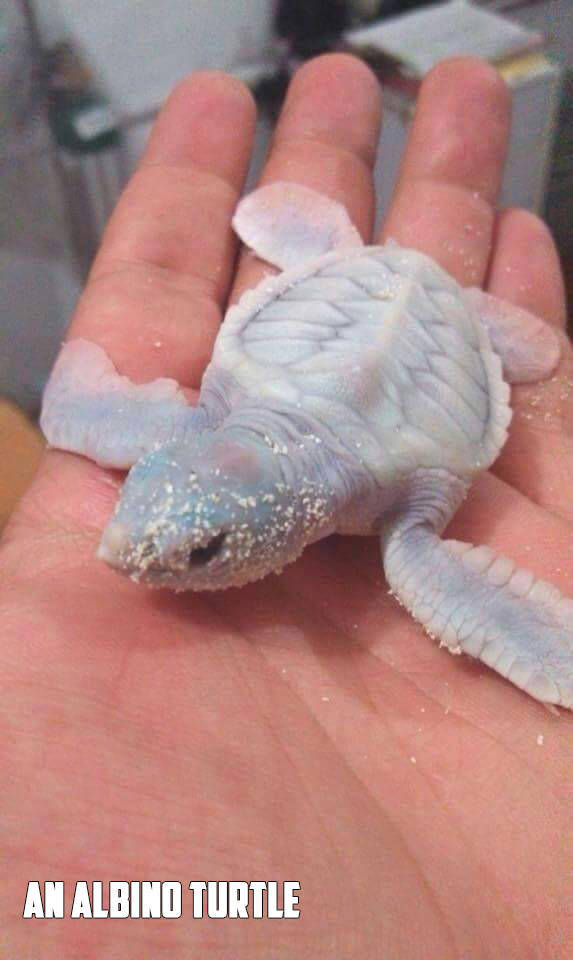 Very cute picture of tiny little albino turtle.