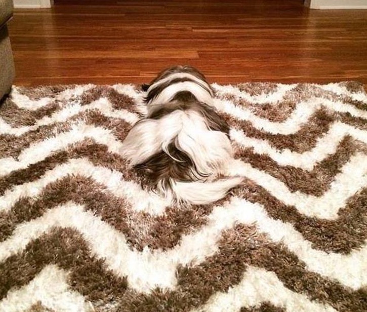 dog blending into carpet