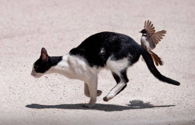 birds that chase cats