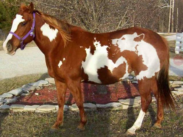 paint horse with wolf marking