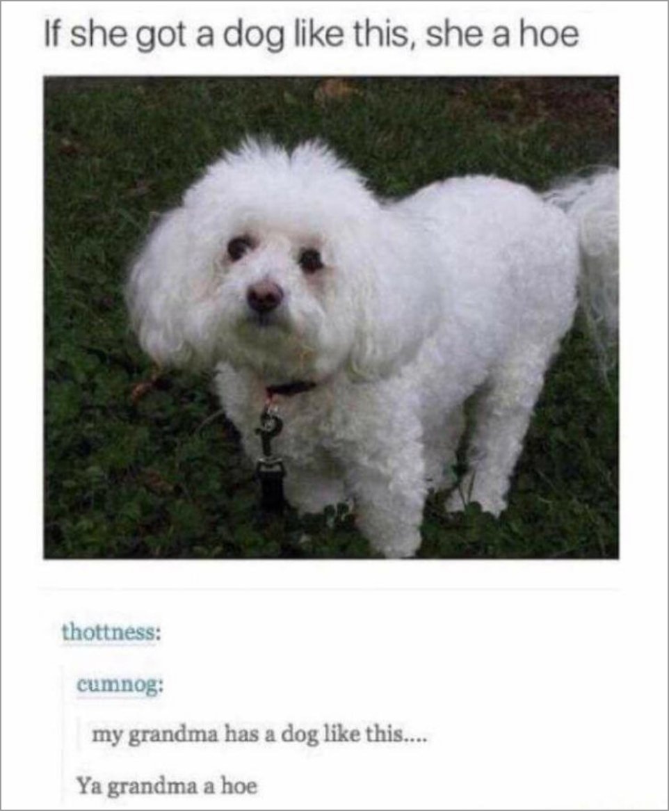 meme about girls who have this fluffy poodle dog and someone who's grandma has one just like it.