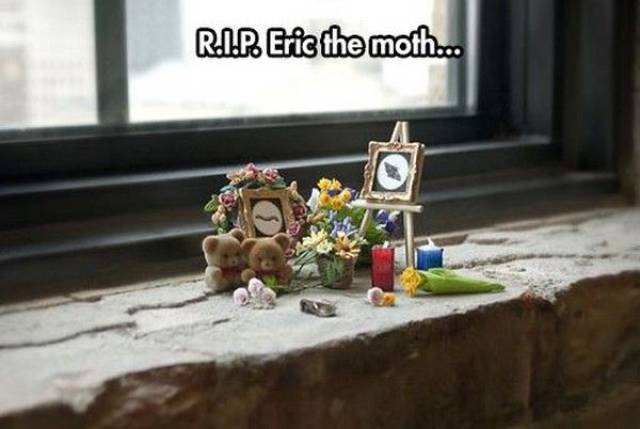 funny you will be missed - R.I.P. Eric the moth...