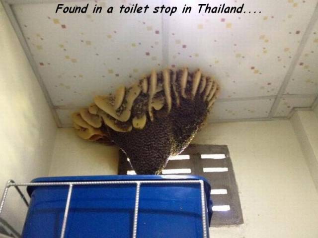 Found in a toilet stop in Thailand...