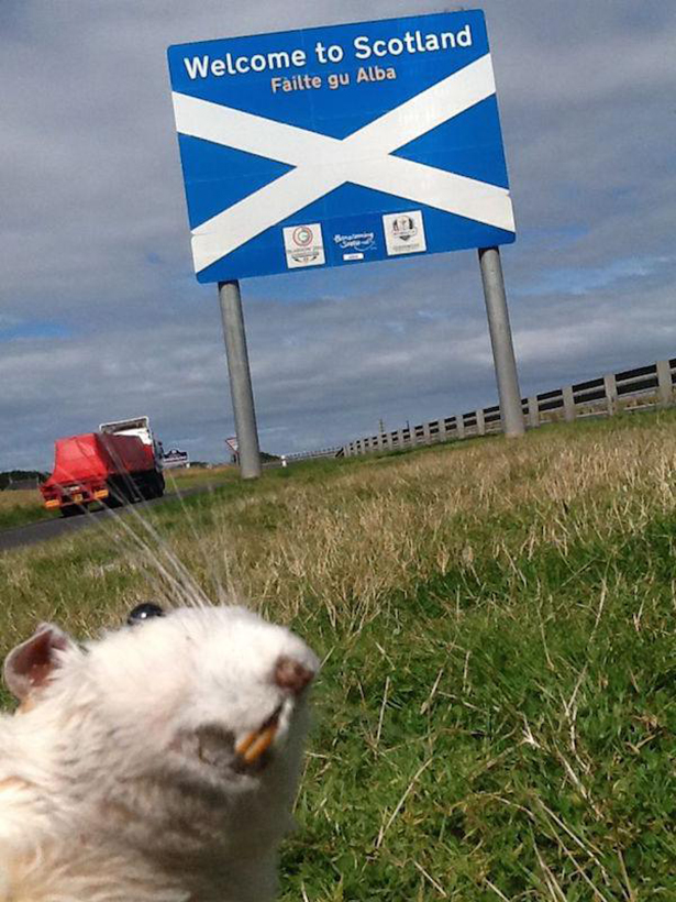 random pic welcome to scotland meme - Welcome to Scotland Failte gu Alba