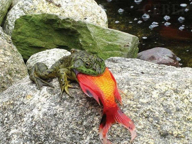 random pic frog vs fish