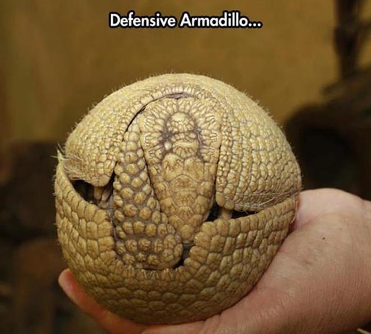 Armadillo rolled up into a little ball as part of his defense.