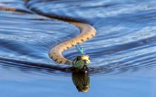 snake swimming with a bug on his head