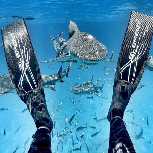 Underwater pic of someone hanging out with the sharks