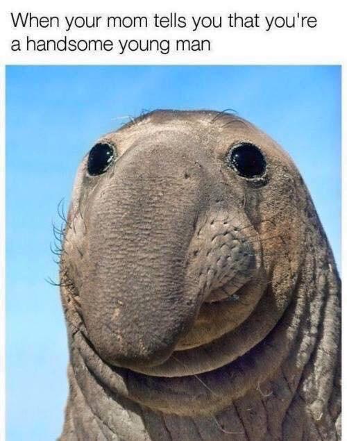 Funny seal pic captioned as how it feels when you mom says you are a handsome young man.