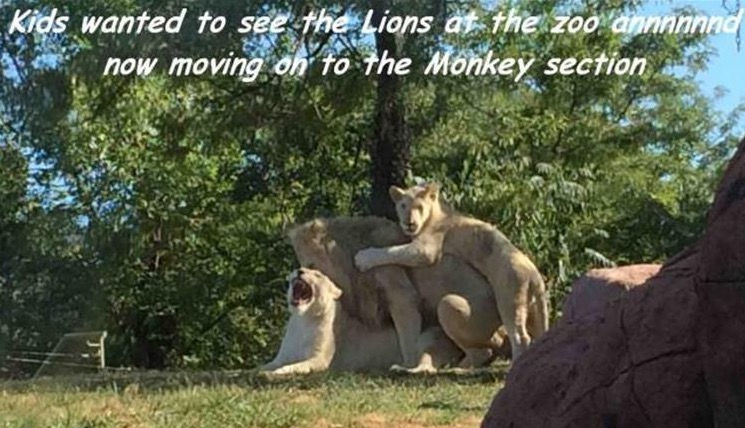 Meme of kids that wanted to see the lion sections and they are a bit busy, so going to move on to the monkey section