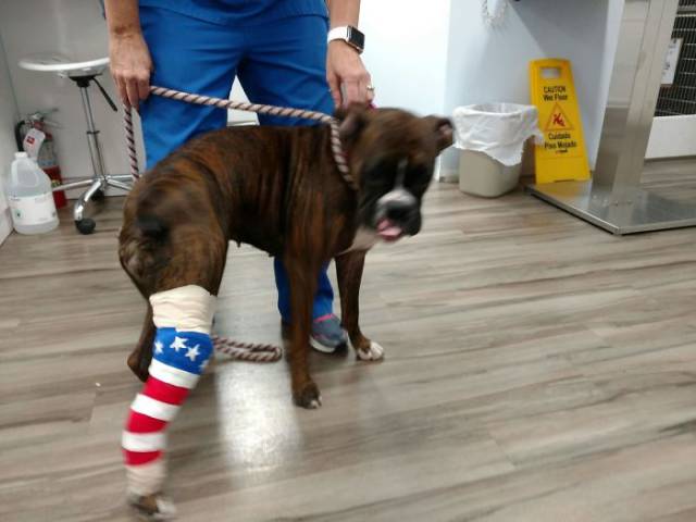 Dog with a cast painted like the American flag.