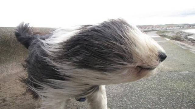 dogs in wind