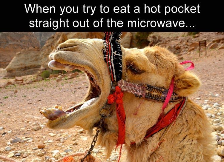 arabian camel - When you try to eat a hot pocket straight out of the microwave...