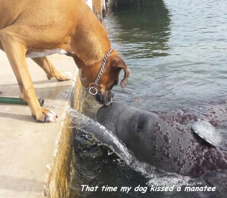 memes that will get you in trouble - That time my dog kissed a manatee