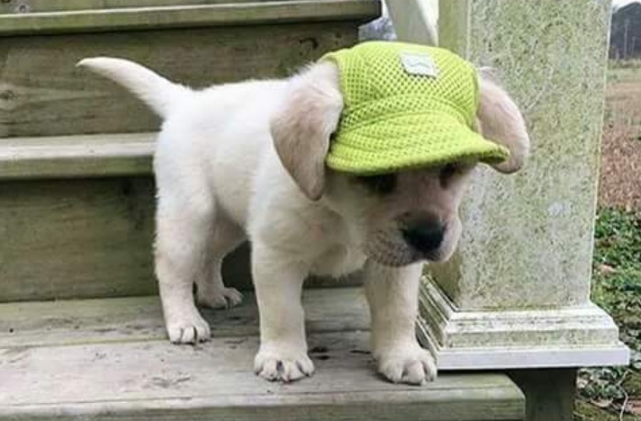 puppy hats