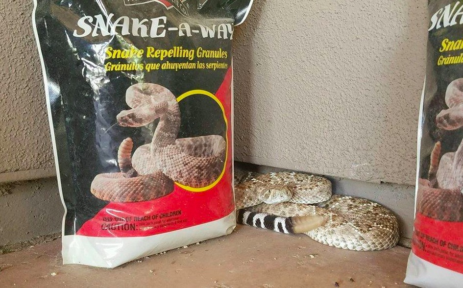 snake away rattlesnake - SaakeAWay Snake Repelling Granules Grnulos que ahuyentan las serpientes Sna Granul Posso Reach Of Children Cation