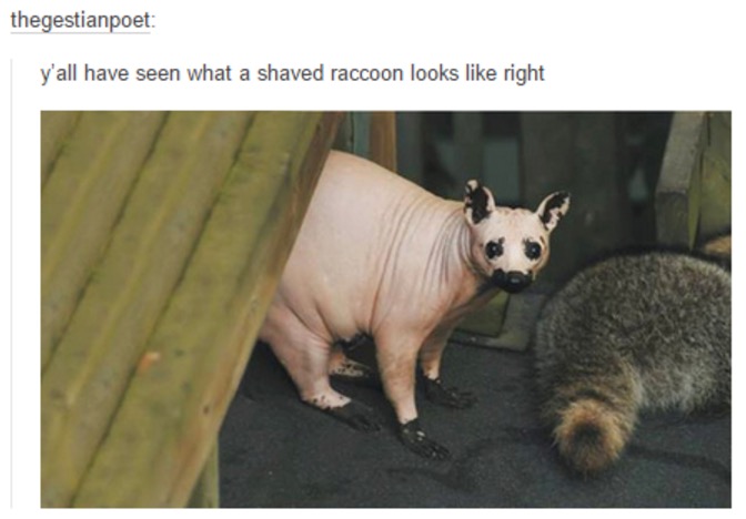 50 Times We Laughed Our Asses Off On Tumblr