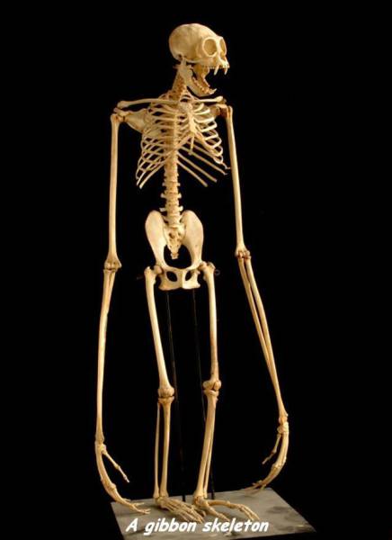 gibbon skeleton meme - A gibbon skeleton