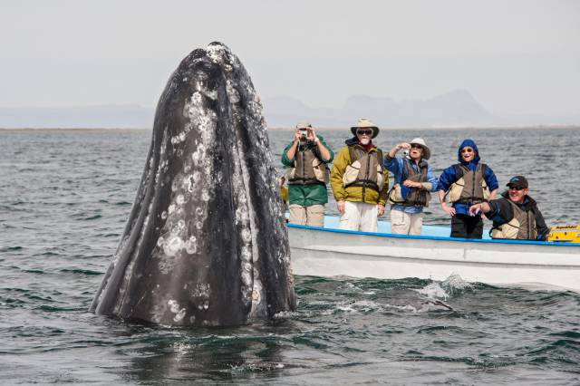 tourists and whales