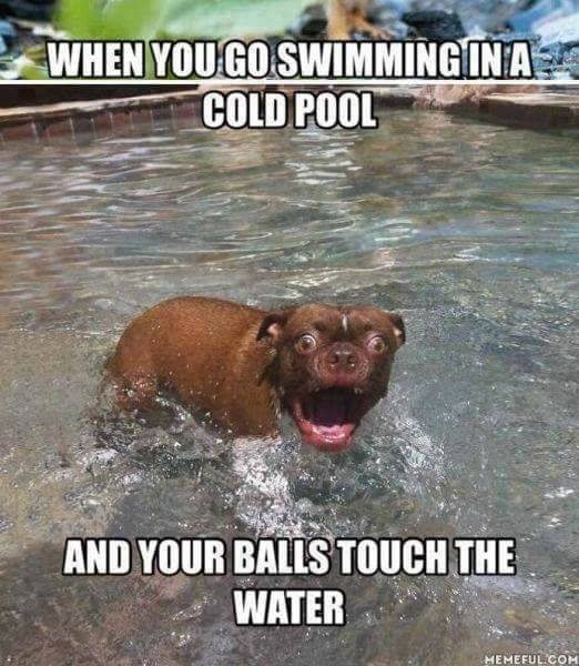 dog scared of water - When You Go Swimming Ina Cold Pool And Your Balls Touch The Water Memeful.Com