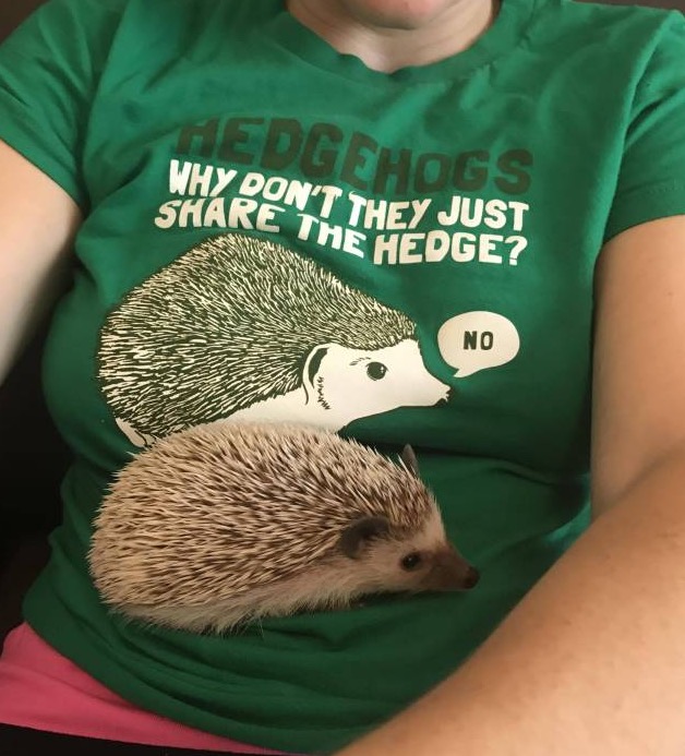hedgehog share the hedge - Hedgehogs Why Don'T They Just The Hedge? No